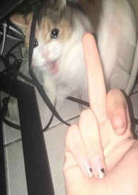 秀女后宫升职记