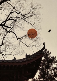 穿为古代炮灰赘A